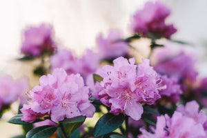 Spring is here!  